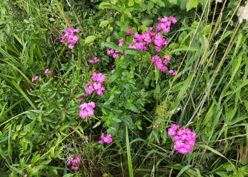 Bartnelke (Dianthus barbatus) - © Bernard Wieser